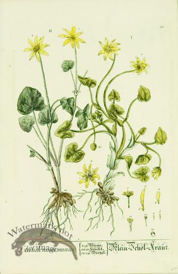 Blackwell German 205